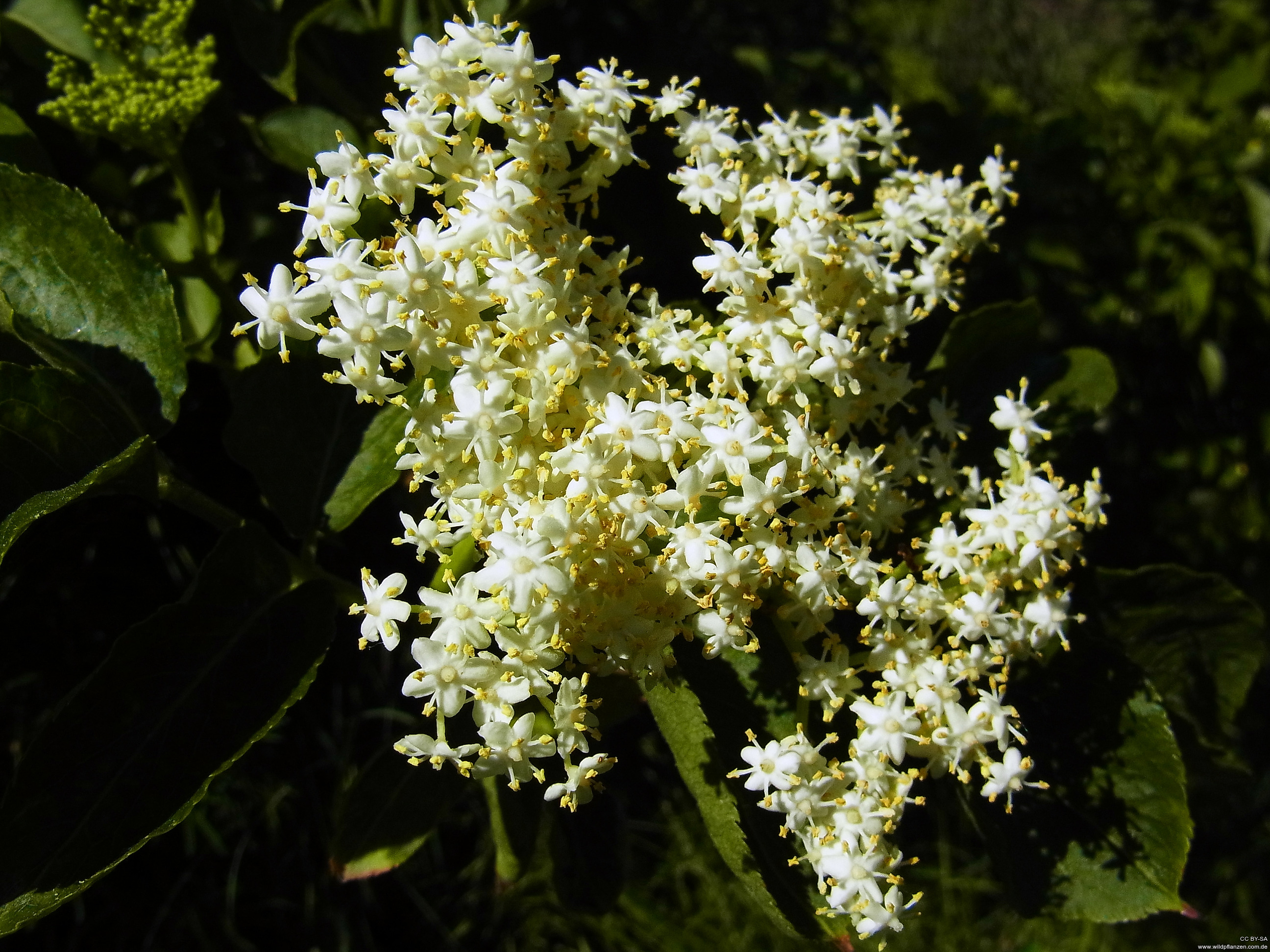 Sambucus Nigra - Wildpflanzen