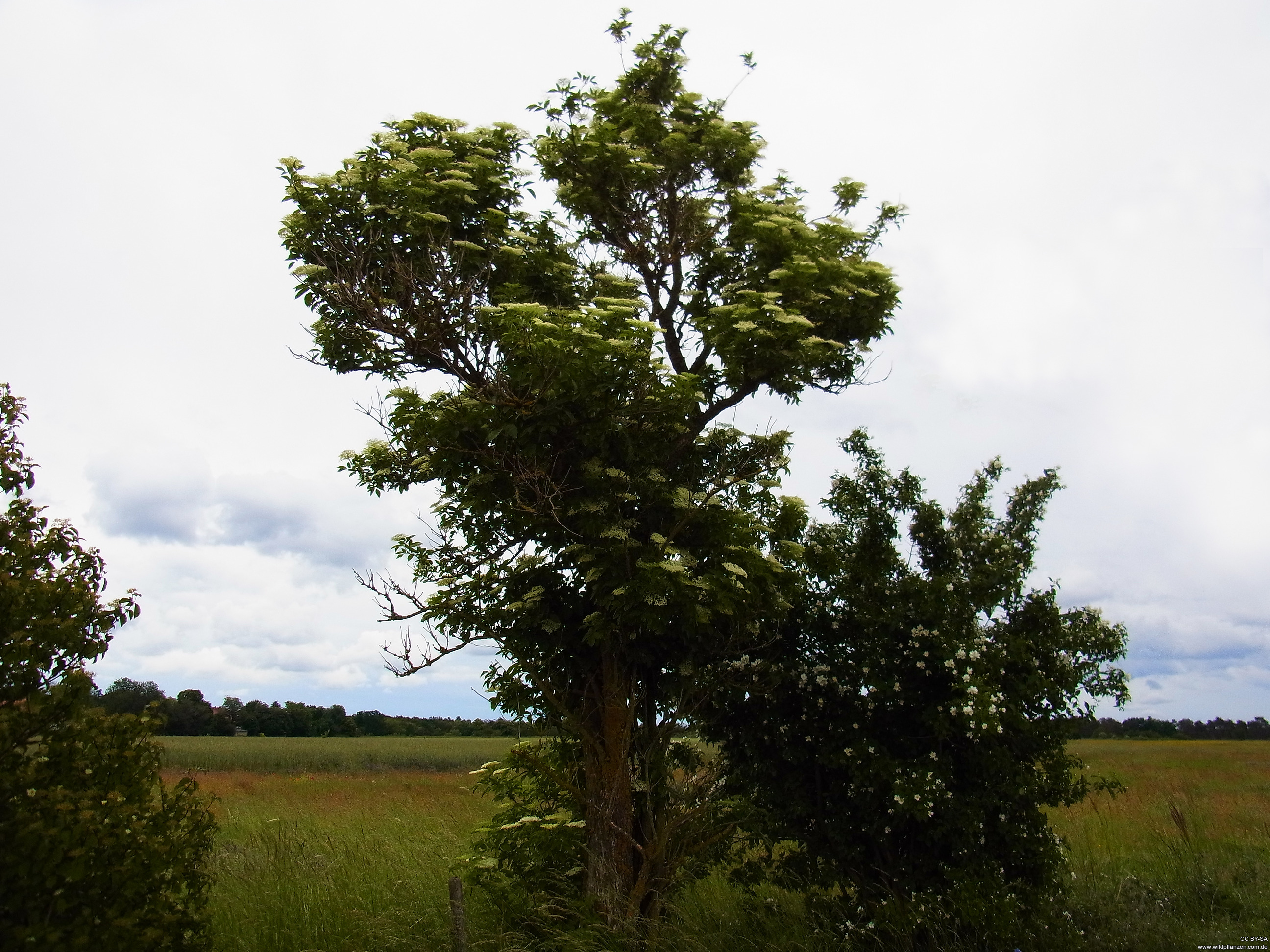 Sambucus Nigra - Wildpflanzen