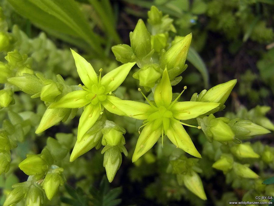 Sedum acre - Wildpflanzen