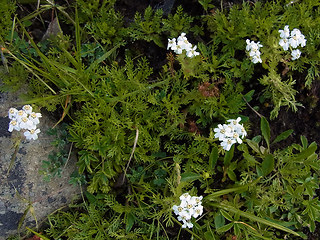 Achillea atrata