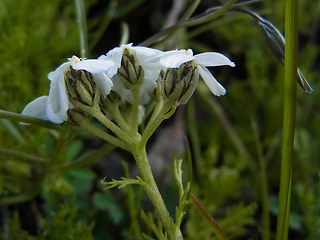 Achillea atrata