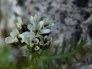 Achillea atrata