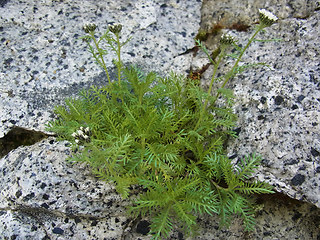 Achillea atrata