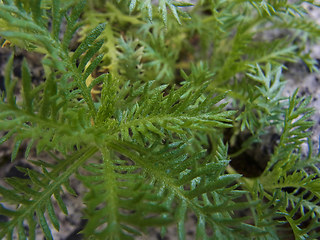 Achillea atrata