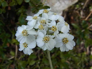 Achillea clavennae