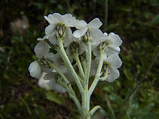 Achillea clavennae