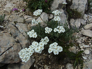 Achillea clavennae