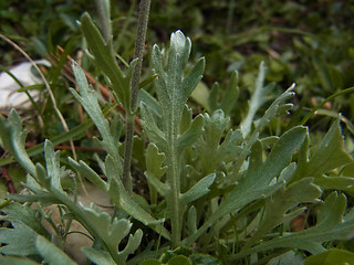 Achillea clavennae