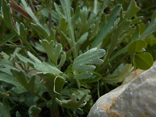 Achillea clavennae