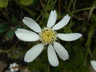 Achillea oxyloba