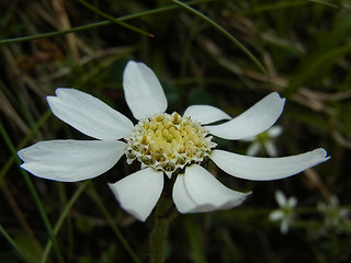 Achillea oxyloba