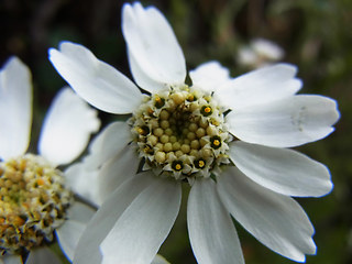 Achillea oxyloba