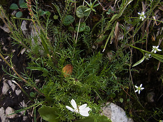 Achillea oxyloba