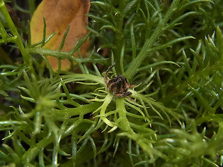 Achillea oxyloba