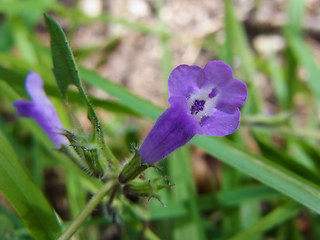 Acinos alpinus