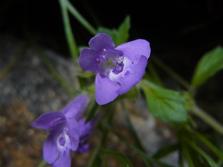 Acinos alpinus