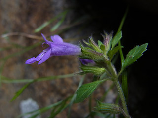 Acinos alpinus