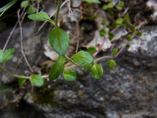 Acinos alpinus