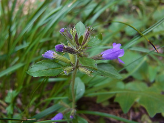 Acinos alpinus