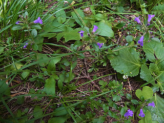 Acinos alpinus