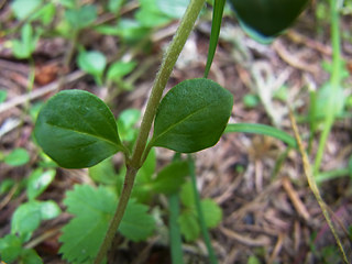 Acinos alpinus