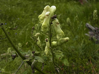 Aconitum lycoctonum