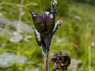 Aconitum napellus