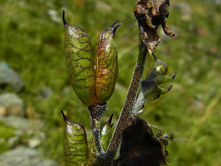 Aconitum napellus