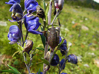 Aconitum napellus