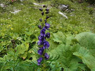 Aconitum napellus