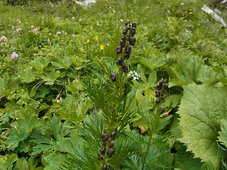 Aconitum napellus