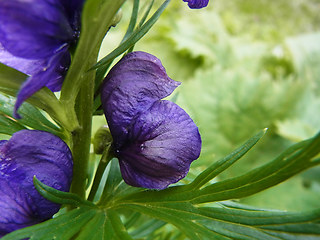 Aconitum napellus