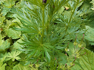 Aconitum napellus