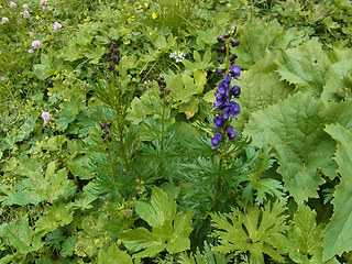 Aconitum napellus