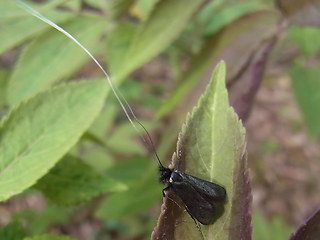 Adela reaumurella