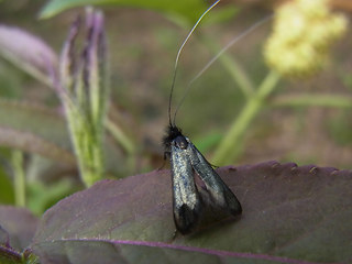 Adela reaumurella