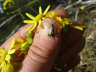 Adela reaumurella