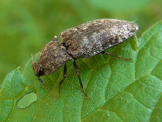 Adelocera murina