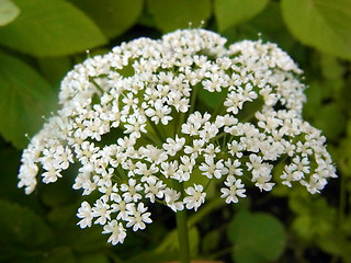 Aegopodium podagraria