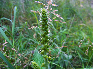 Agrimonia eupatoria