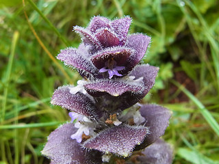 Ajuga pyramidalis