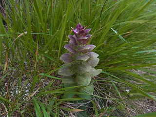 Ajuga pyramidalis