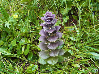 Ajuga pyramidalis