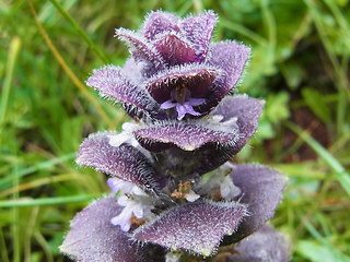 Ajuga pyramidalis