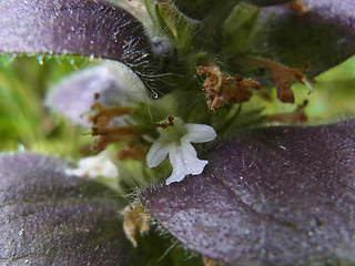 Ajuga pyramidalis