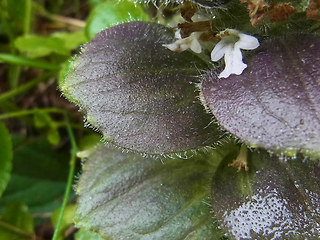 Ajuga pyramidalis