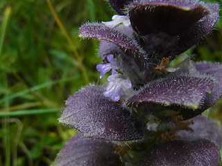 Ajuga pyramidalis