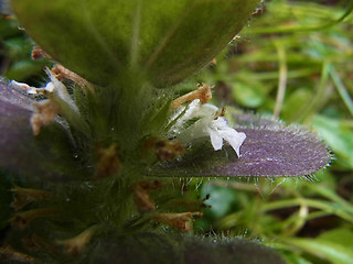 Ajuga pyramidalis