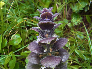 Ajuga pyramidalis