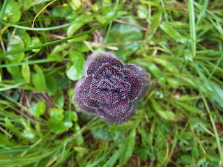 Ajuga pyramidalis